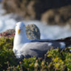 Meet your Posher, Qun